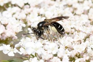 Carrot Mining Bee 1